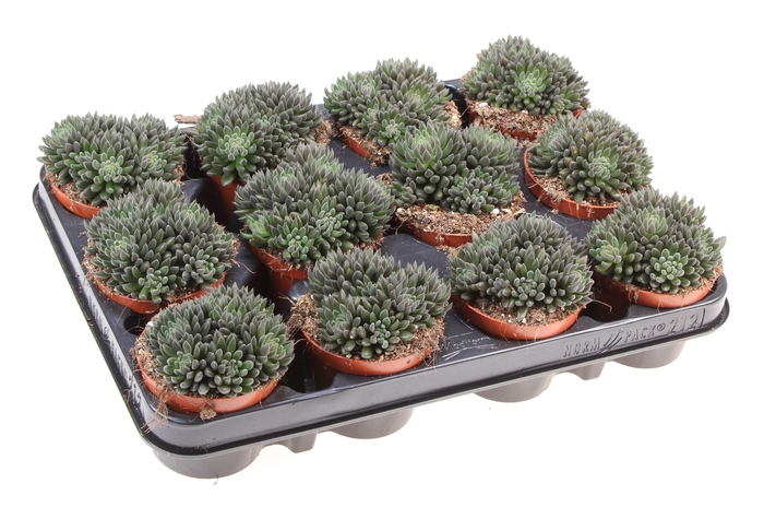 <h4>Sinocrassula yunnanensis</h4>