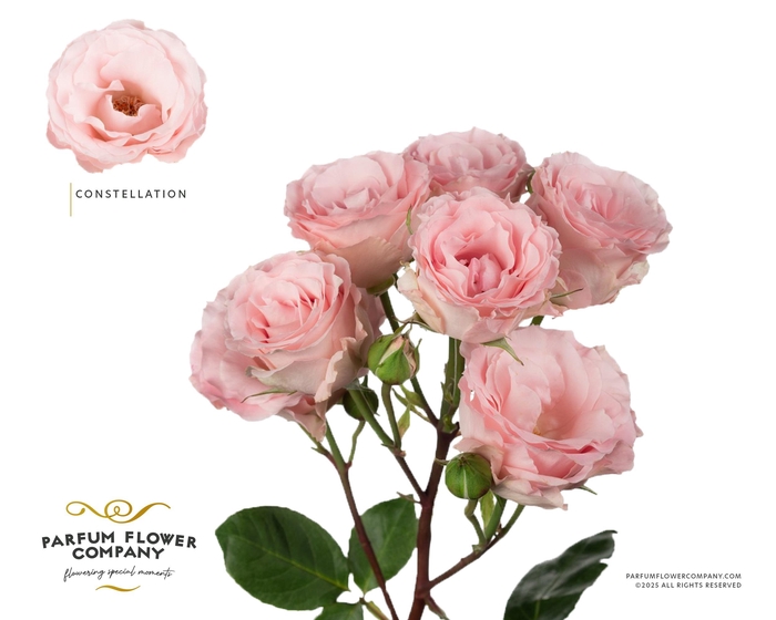 Rosa Spray Constellation