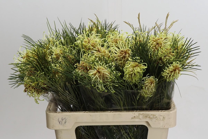 <h4>Grevillea Spiderman</h4>