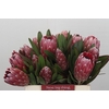 Protea Pink Ice