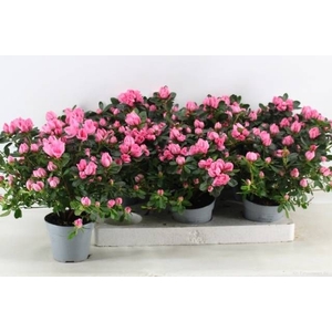 RHODO SI FR SCHERRE