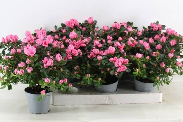 <h4>RHODO SI FR SCHERRE</h4>