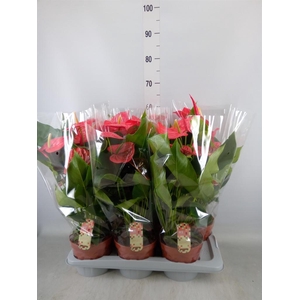 Anthurium andr. 'California'