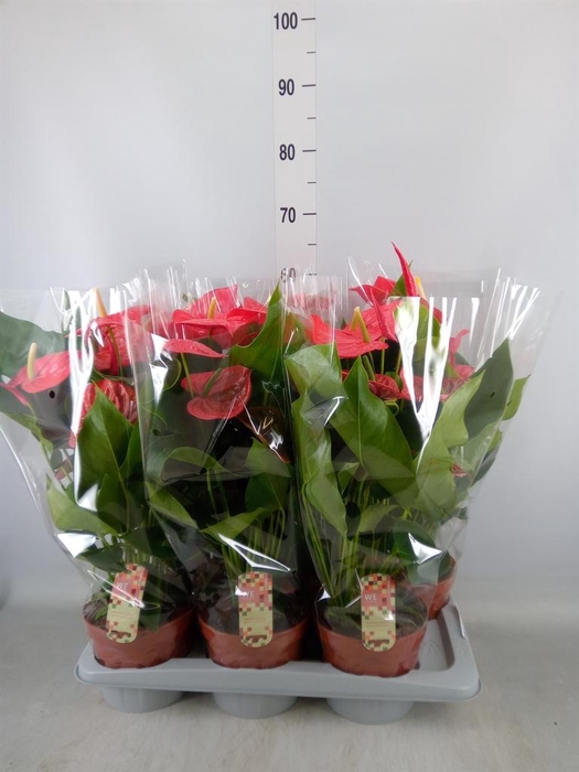 <h4>Anthurium andr. 'California'</h4>