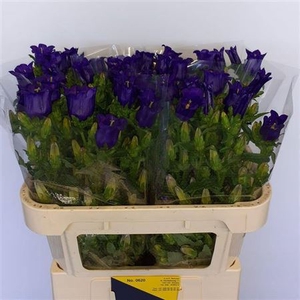 Campanula medium 'Champion Blue'