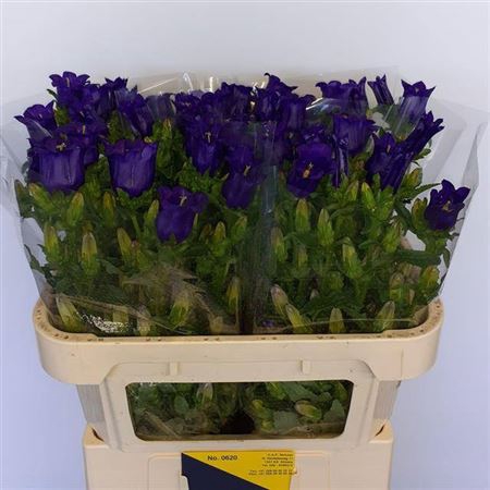 Campanula medium 'Champion Blue'