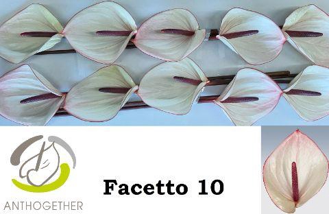 <h4>Anth A Facetto 15 cm X10 Oosterzon</h4>