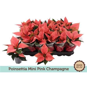 Euph. Poinsettia Mini Pink Champagne in Sleeve