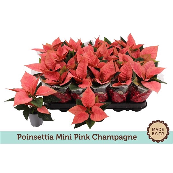 <h4>Euph. Poinsettia Mini Pink Champagne in Sleeve</h4>