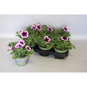 Petunia Sanguna rose Vein