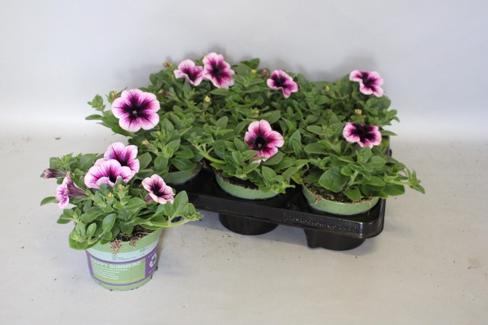 <h4>Petunia Sanguna rose Vein</h4>
