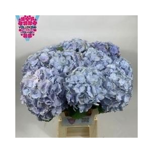 HYDR M VERENA BLUE