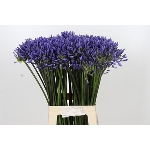 Agapanthus Dr Brouwer
