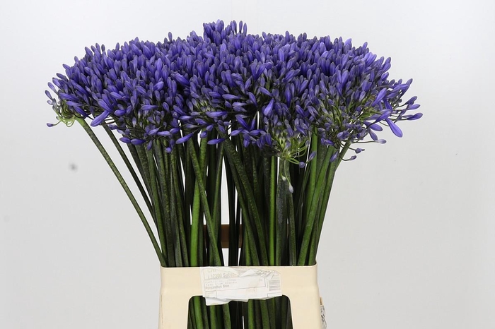 <h4>Agapanthus Dr Brouwer</h4>