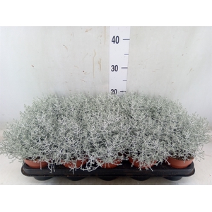 Leucophyta     [Calocephalus]