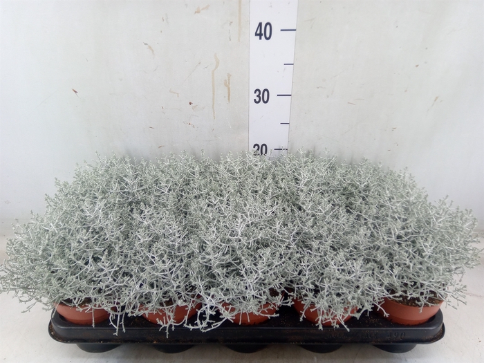 <h4>Leucophyta     [Calocephalus]</h4>