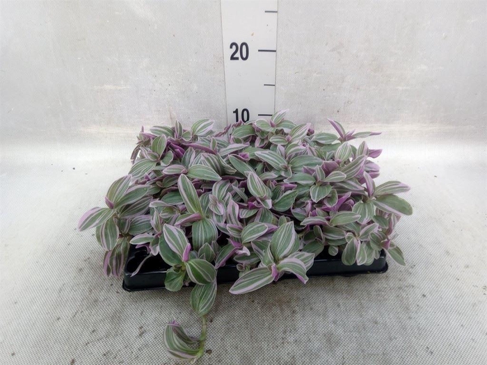 <h4>Tradescantia   ...</h4>