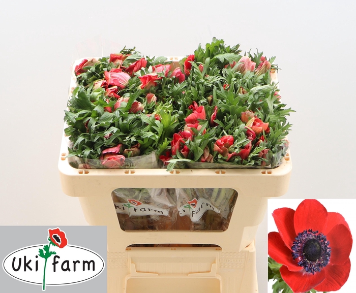 <h4>ANEM CO GALIL ROOD</h4>