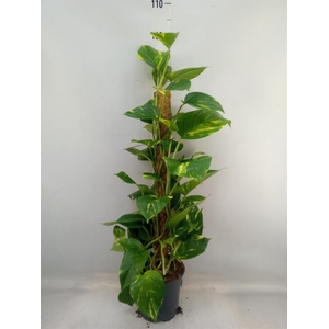 Epipremnum pinn.   ...moss stick