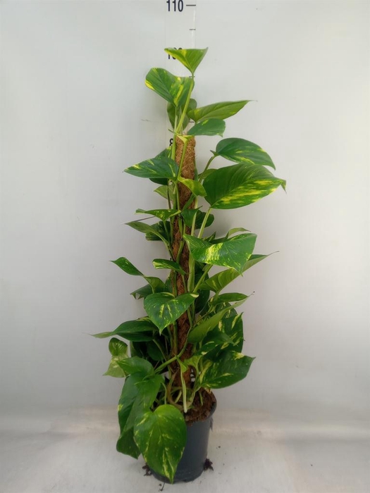 <h4>Epipremnum pinn.   ...moss stick</h4>