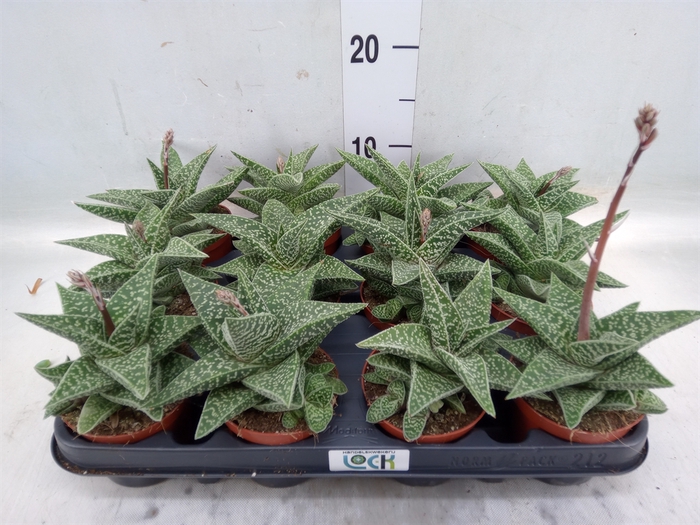 <h4>Gasteria</h4>