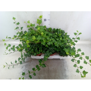 Hedera helix 'Wonder'
