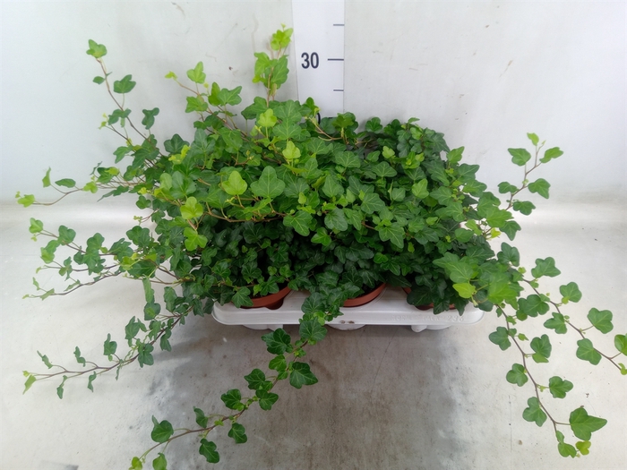 <h4>Hedera helix 'Wonder'</h4>