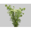 AMMI MAJUS