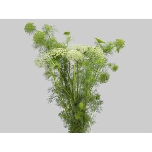 AMMI MAJUS 060 CM