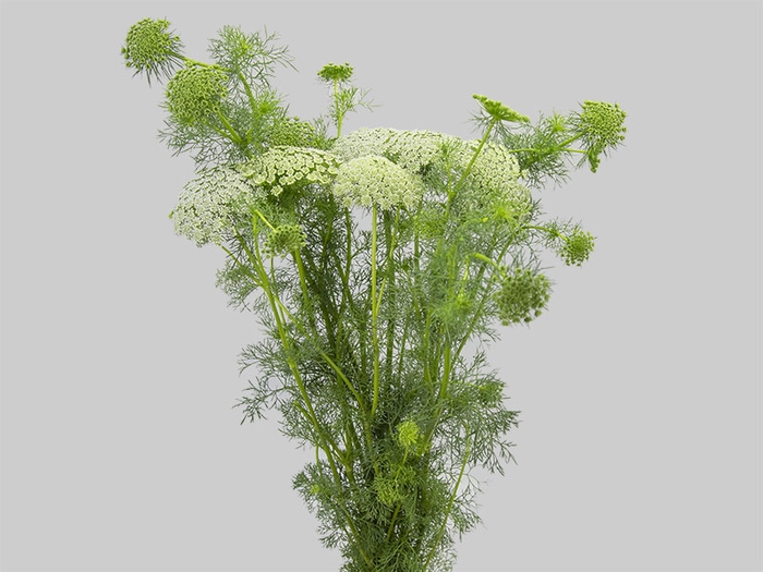 <h4>AMMI MAJUS 070 CM</h4>