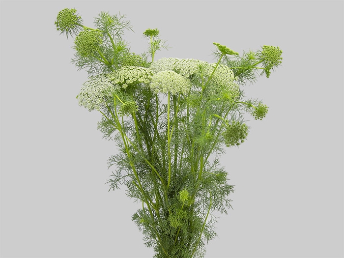 AMMI MAJUS 070 CM