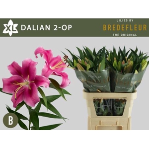 LI OT DALIAN 2+