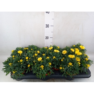 Argyranthemum  'La Rita Yellow'