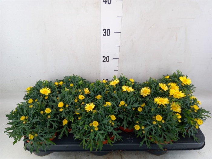 <h4>Argyranthemum  'La Rita Yellow'</h4>