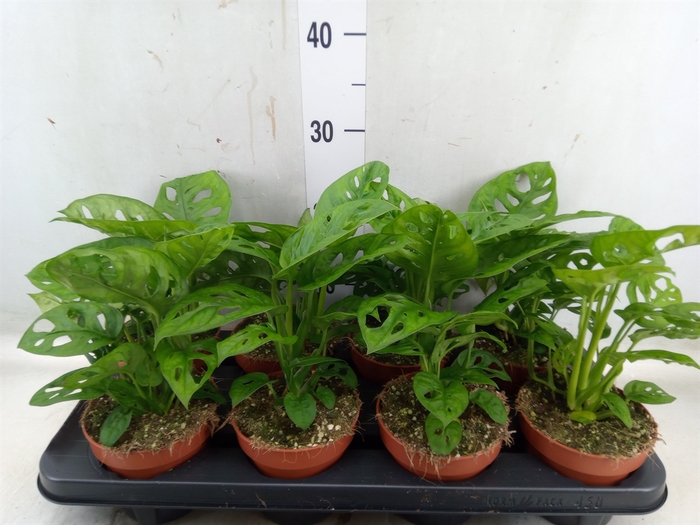 <h4>Monstera obliqua 'Leichtlinii'</h4>