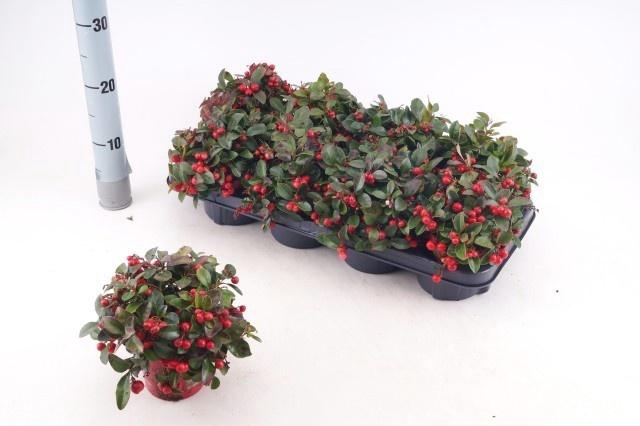 <h4>GAULTH PROCUMBENS</h4>