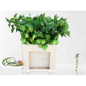 Physalis Lampion Tak