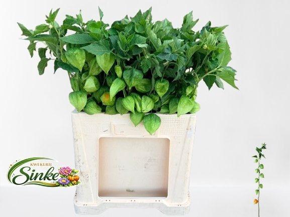 <h4>Physalis Lampion Tak</h4>