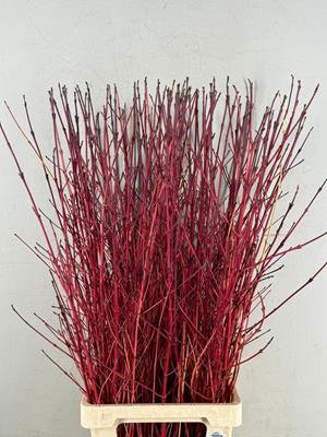 <h4>Cornus Winter Beauty</h4>