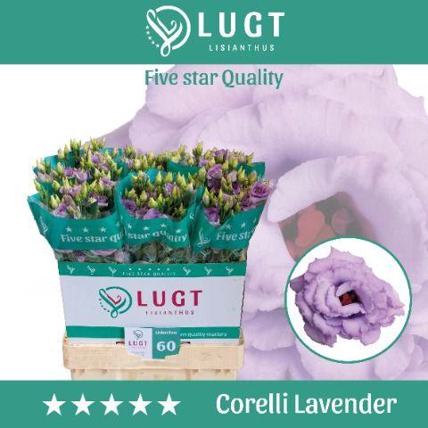 <h4>Lisianthus Corelli Lavender</h4>