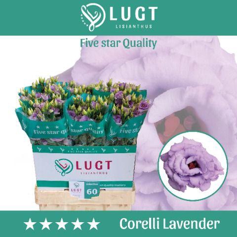<h4>Lisianthus Corelli Lavender</h4>