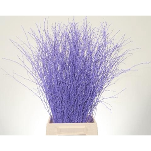 Betula L70 Light Milka