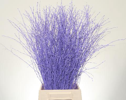 <h4>Betula L70 Light Milka</h4>