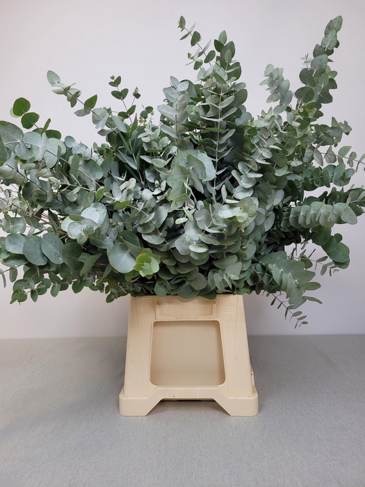 EUC CINEREA PB EXTRA