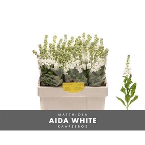 Matth Aida White