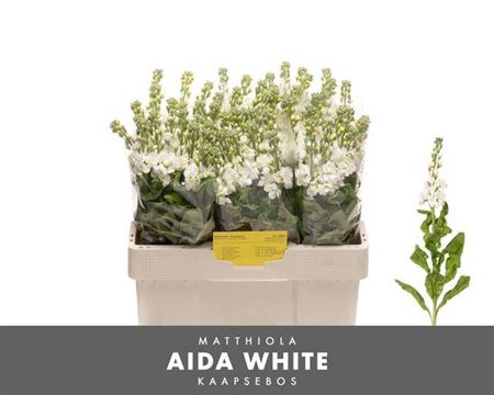 <h4>Matth Aida White</h4>