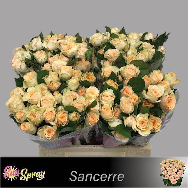 <h4>Rosa spray sancerre</h4>
