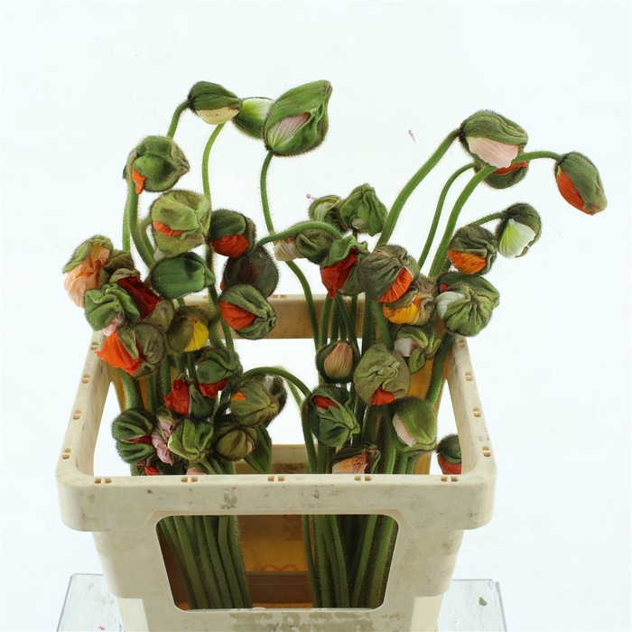 <h4>Papa Or Pizzicato Super</h4>