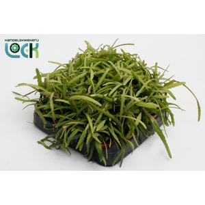 LEPISMIUM BOLIVIANUM
