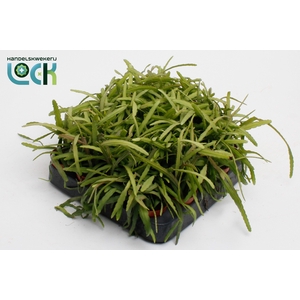 Lepismium Bolivianum